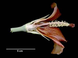 Talipariti elatum, section of flower