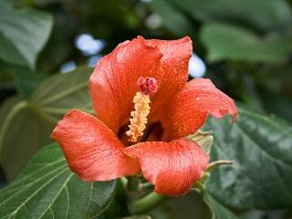 Talipariti elatum, flower