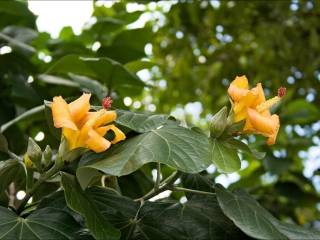 Talipariti elatum, flowers, buds and foliage