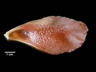 Talipariti elatum, adaxial view of petal