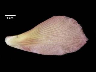 Talipariti elatum, abaxial view of petal