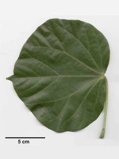 Talipariti elatum, leaf