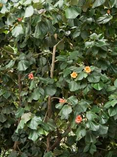 Talipariti elatum, flowers and foliage