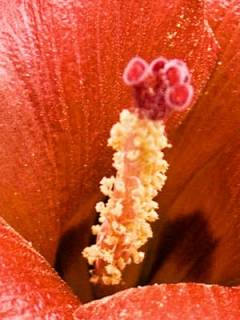 Talipariti elatum, stamens and styles