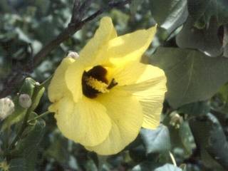 Talipariti tiliaceum, flower