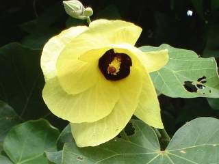 Talipariti tiliaceum, flower