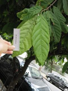 Theobroma cacoa, foliage