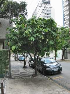 Theobroma cacoa, street tree