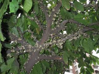 Theobroma cacoa, flowering branches