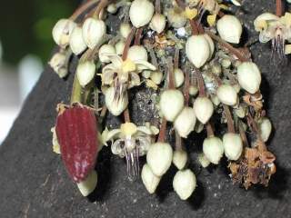 Theobroma cacoa, flowers