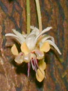 Theobroma cacao, pair of flowers