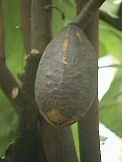 Thespesia cacao, pod