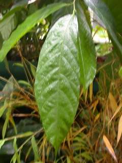 Theobroma cacao, leaf