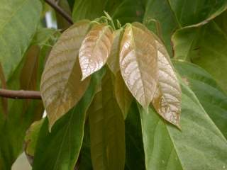 Theobroma cacao, young leaves