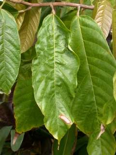 Theobroma cacao, foliage