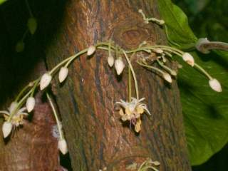 Theobroma cacao, infllorescences