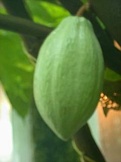 Theobroma cacao, immature fruit