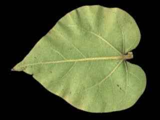 Thespesia populnea, leaf