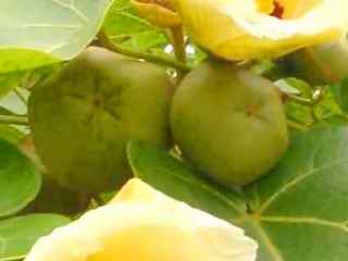 Thespesia populnea,fruits