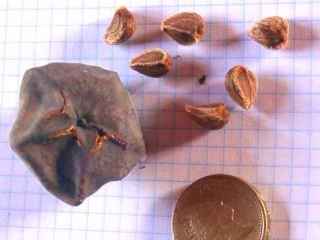 Thespesia populnea, fruit and seeds