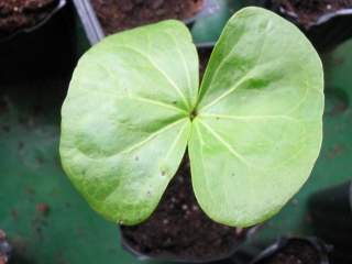 Thespesia populnea, cotyledons