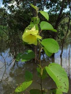 Thespesia thespesioides, in flower