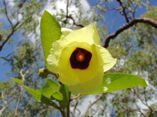 Thespesia thespesioides, flower