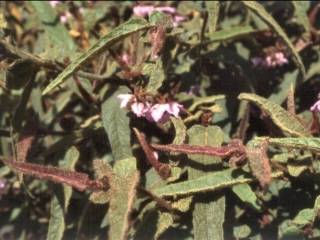 Thomasia panicuata, flowers and foliage