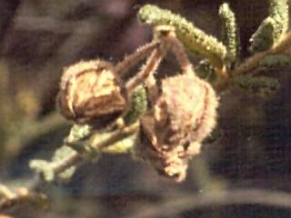 Thomasia petaloxalyx, fruits