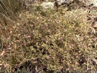 Thomasia petaloxalyx, in flower