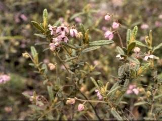 Thomasia petaloxalyx, in flower