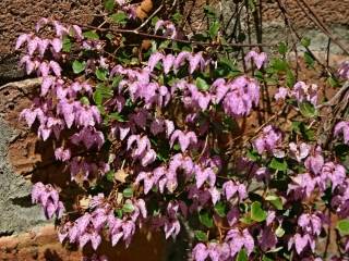 Thomasia pygmaea, flowers