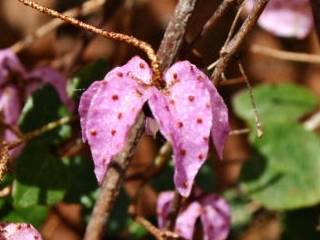 Thomasia pygmaea, flower