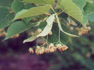 Tilia americana, flowers and foliage