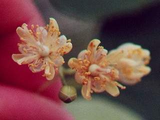 Tilia americana, flowers and foliage