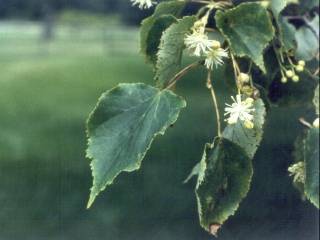 Tilia americana, flowers and foliage