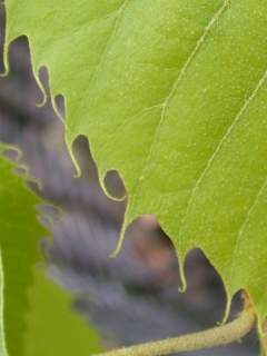 Tilia henryana, leaf margin