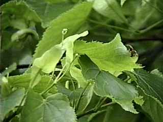 Tilia cordata, flowers and foliage