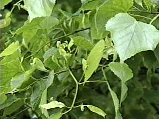 Tilia cordata, flowers and foliage