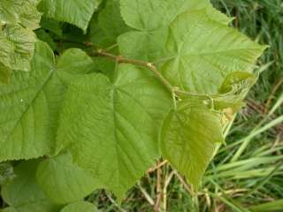 Tilia europaea, foliage