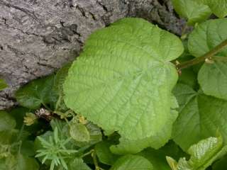 Tilia europaea, foliage