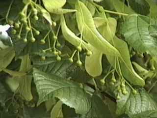 Tilia europaea, bracts and flower buds