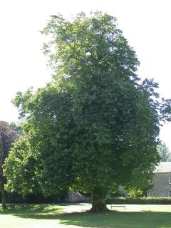 Tilia europaea