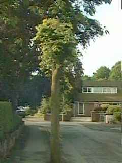 Tilia europaea, pollarded