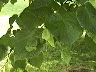 Tilia platyphyllos, foliage