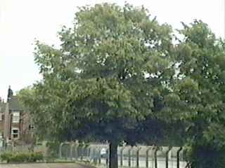 Tilia europaea