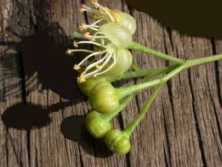 Tilia platyphyllos, flowers