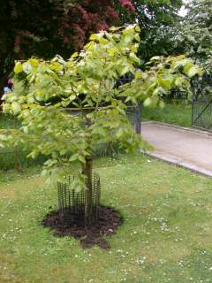 Tilia henryana