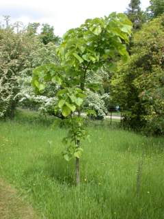 Tilia species