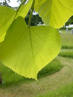 Tilia species, leaf (underside)